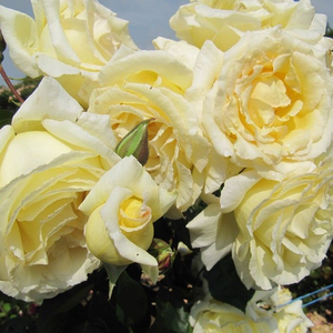 Roz, ocazional cu petale albe - trandafir teahibrid